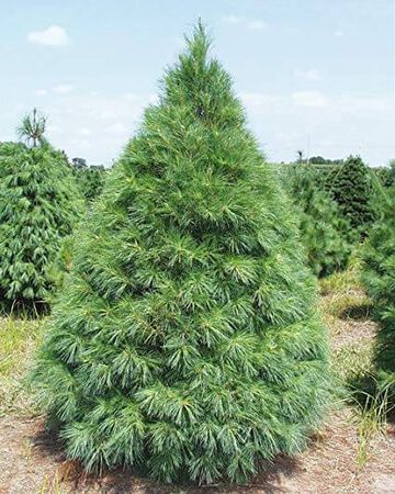 6 ft. to 8 ft. Scotch Pine Live Christmas Tree